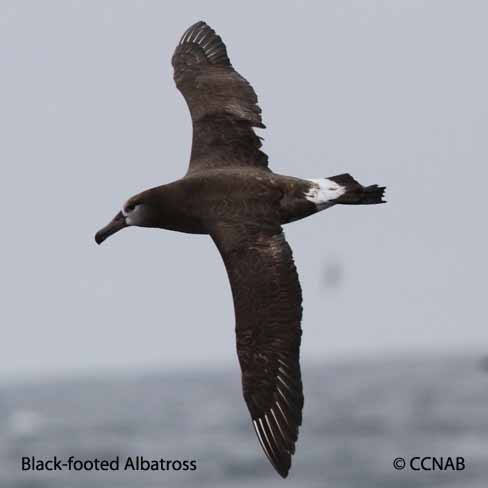 Birds of North America