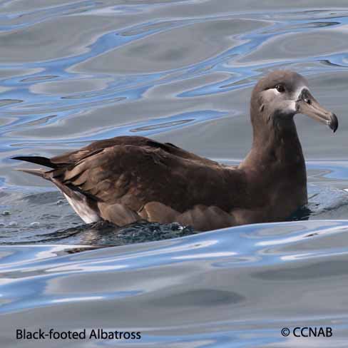 Birds of North America
