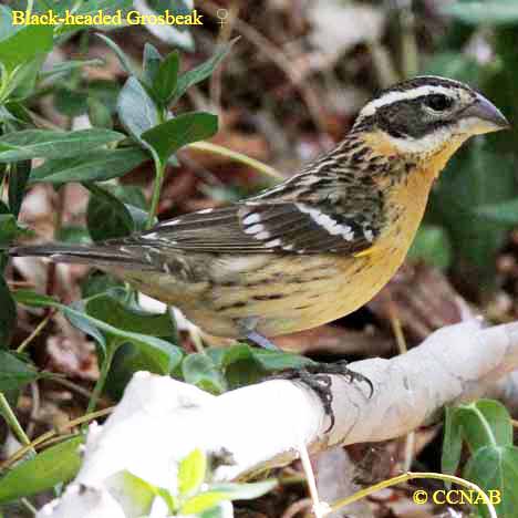 Birds of North America