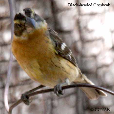 Birds of North America