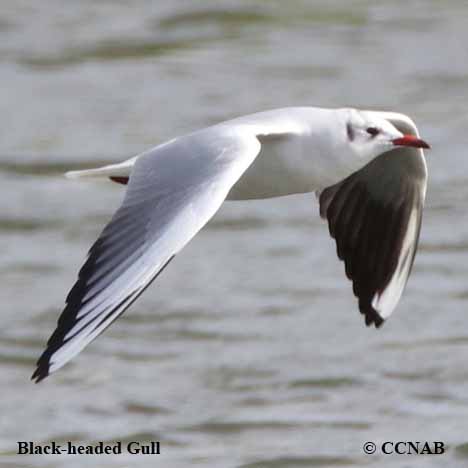 Birds of North America