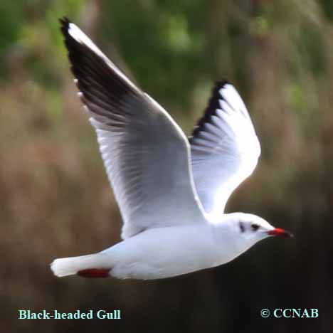 Birds of North America