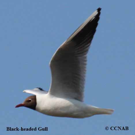 Birds of North America