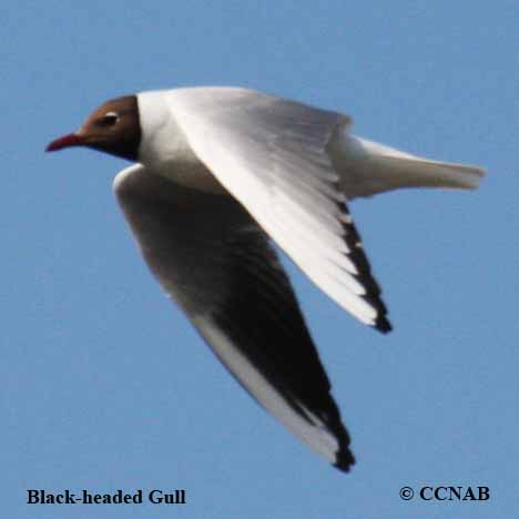 Birds of North America