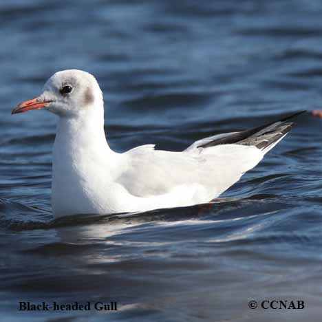 Birds of North America