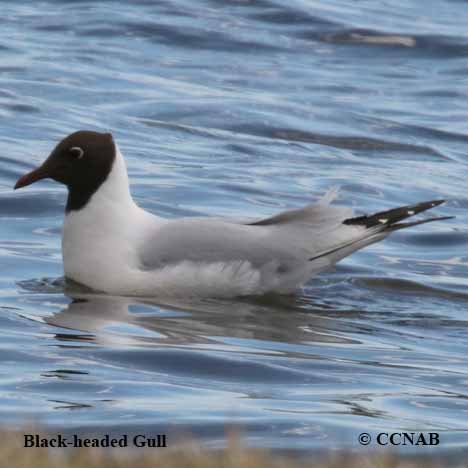 Black-headed Gull