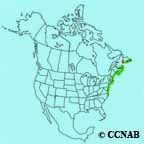 Black-headed Gull range map