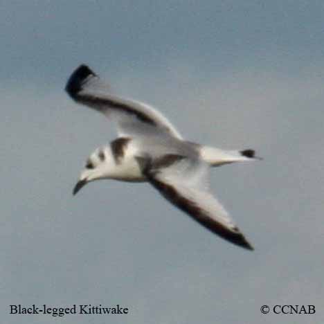 Birds of North America