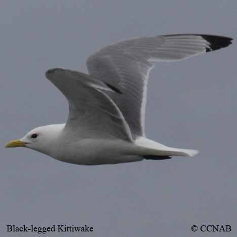 Birds of North America