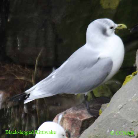 Birds of North America