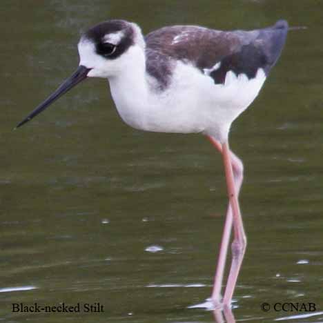Birds of North America