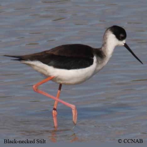 Birds of North America
