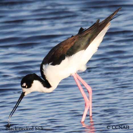 Birds of North America