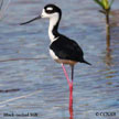 Black-necked Stilt songs and calls