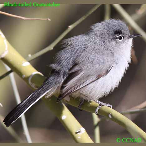 Birds of North America