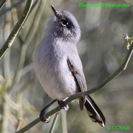 Birds of North America