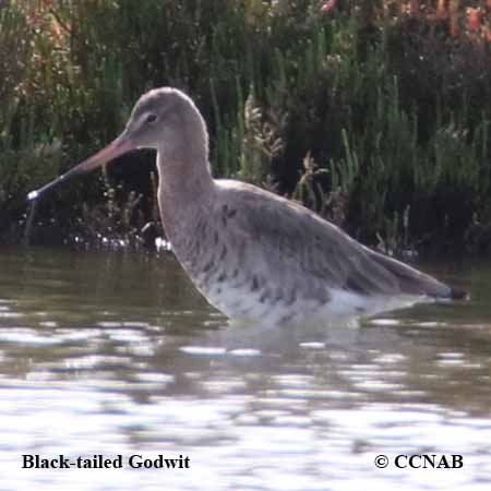 Birds of North America
