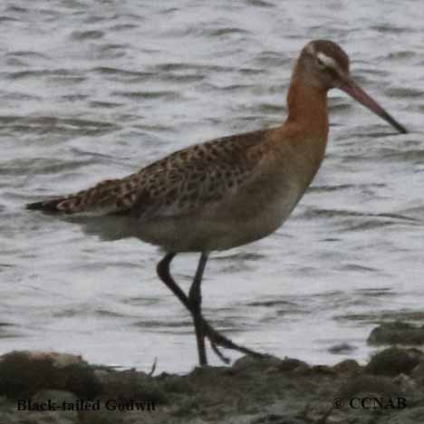 Birds of North America