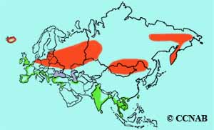 Black-tailed Godwit range map