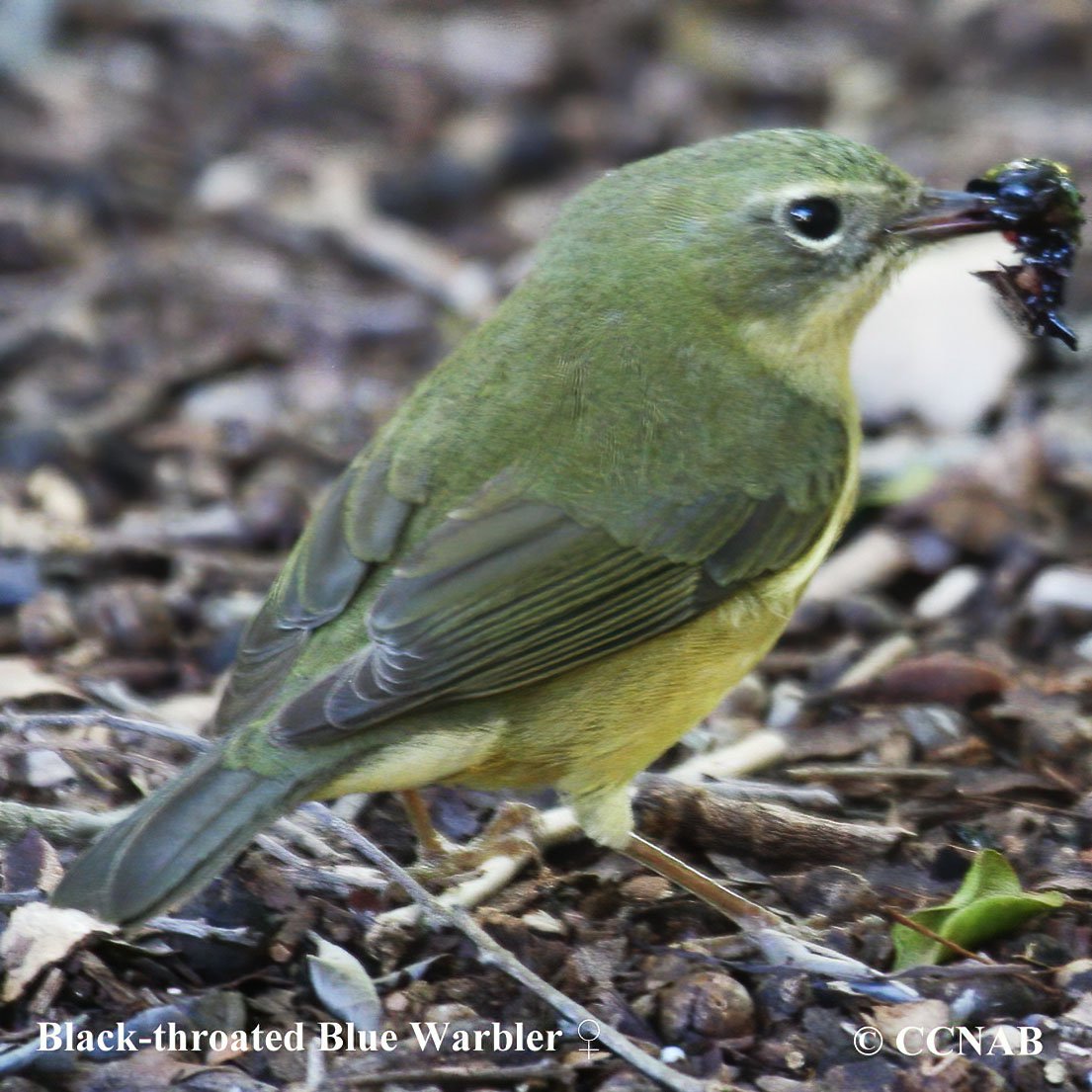 Birds of North America