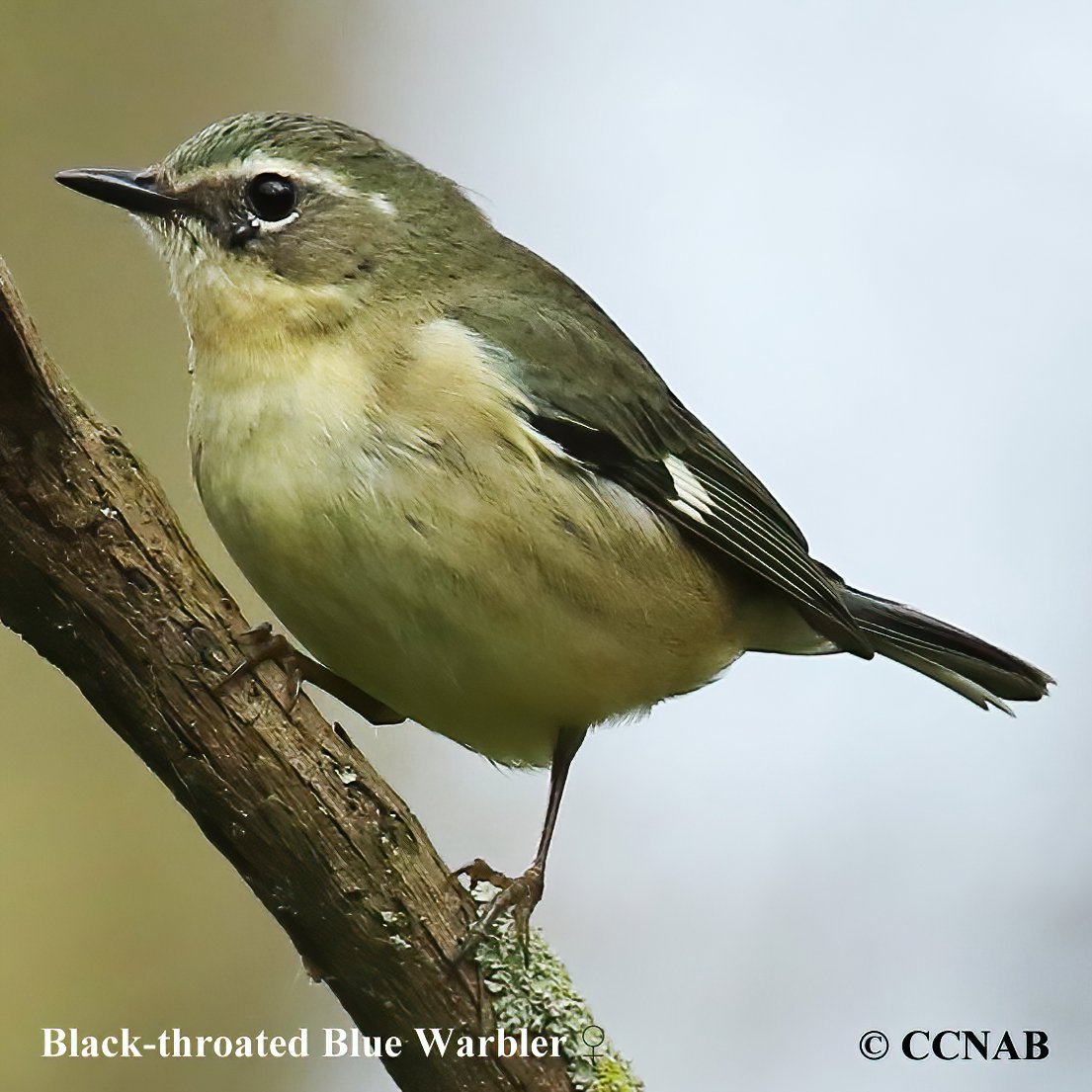 Birds of North America