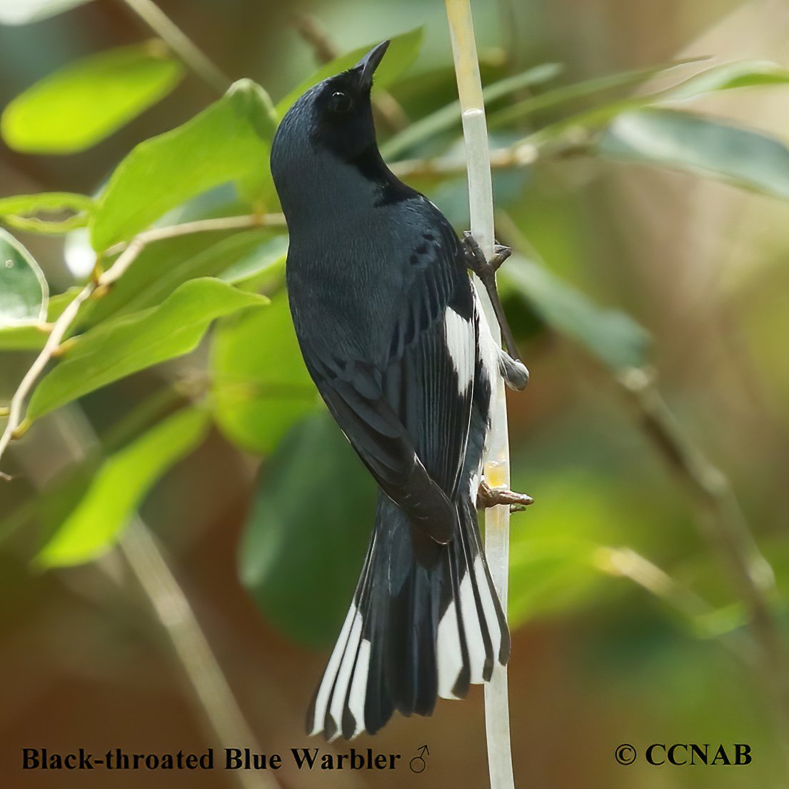 Birds of North America