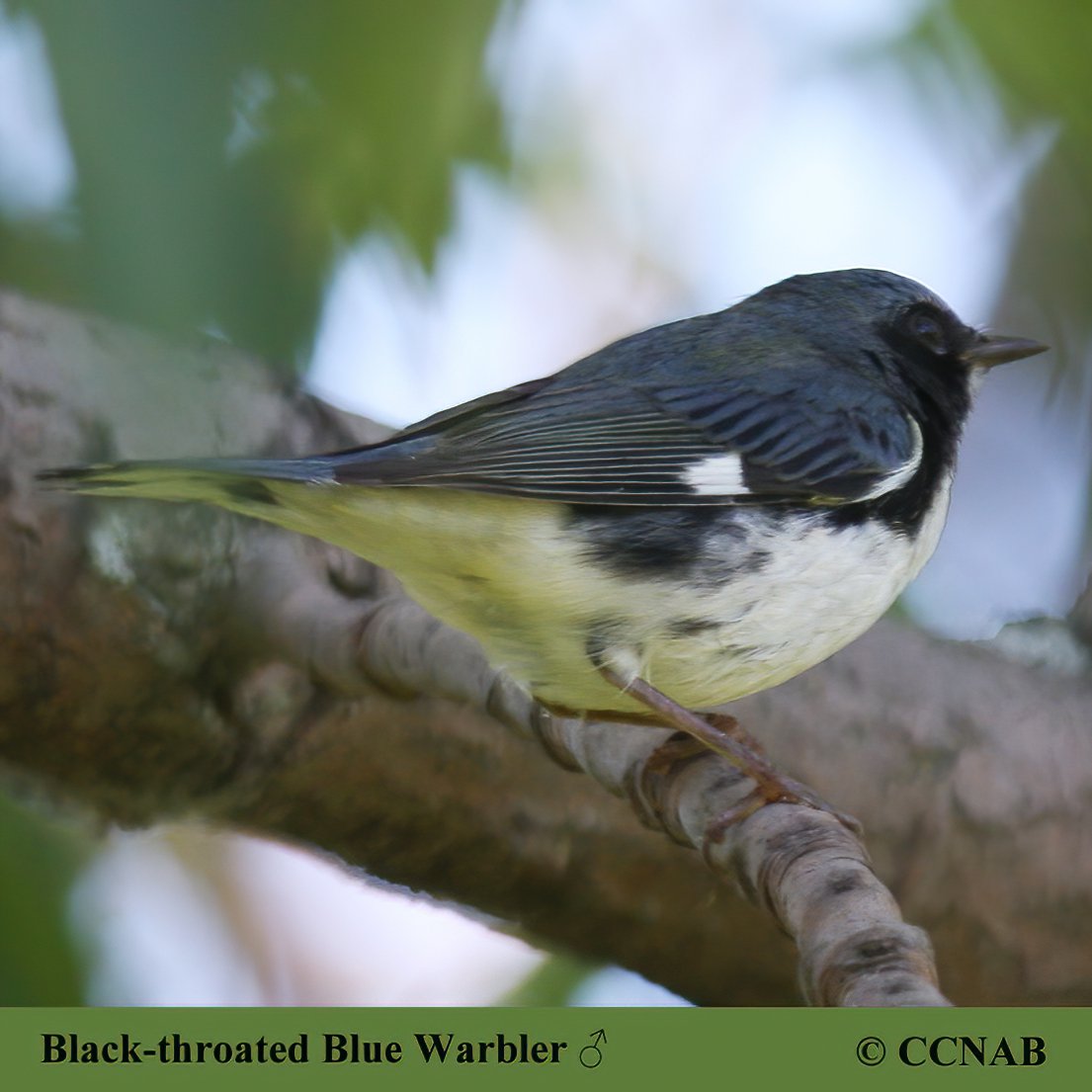 Birds of North America