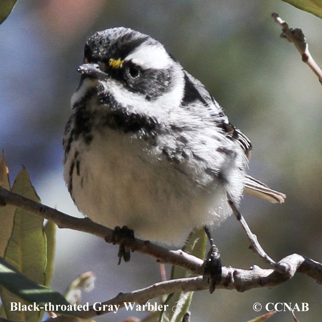 North American Warblers