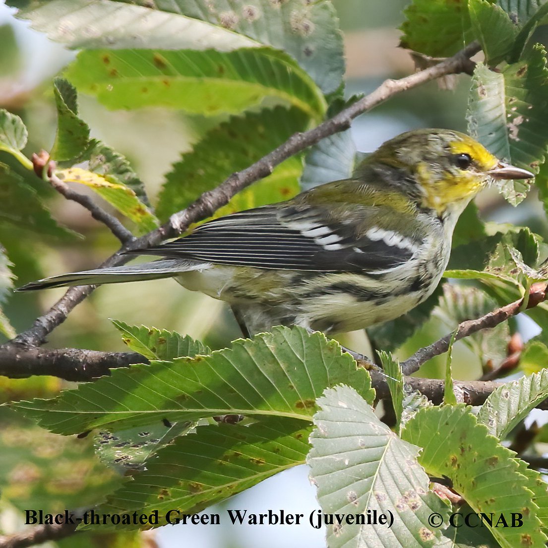 Birds of North America