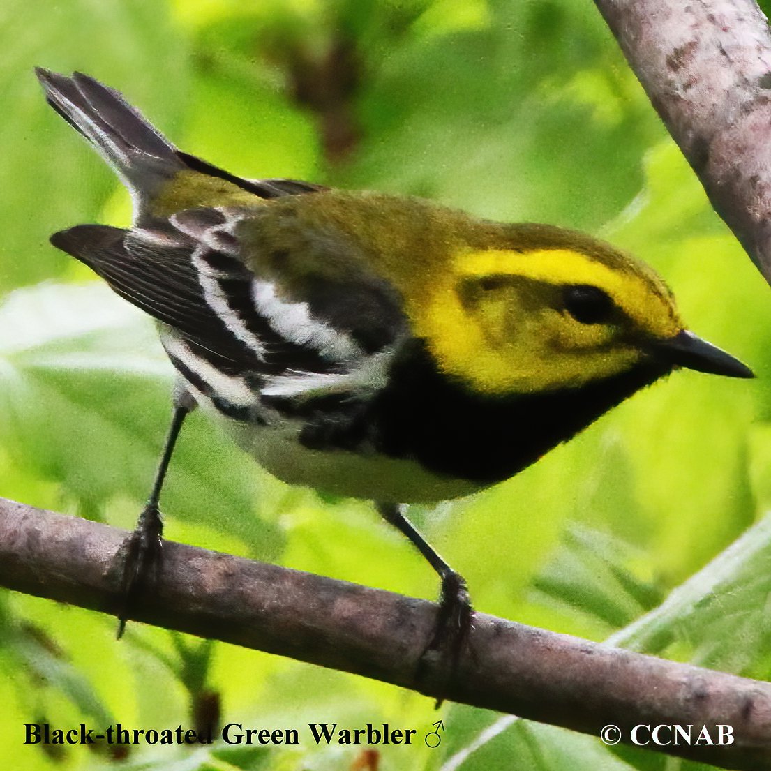 Birds of North America