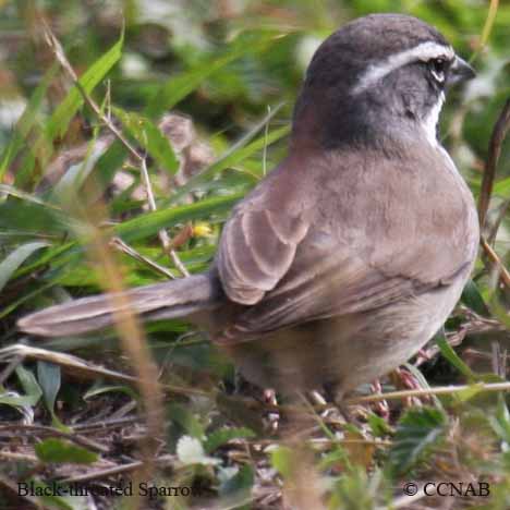 Birds of North America