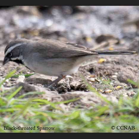 Birds of North America