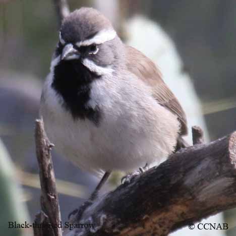 Birds of North America
