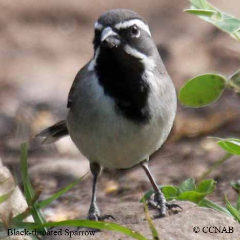 North American Sparrows