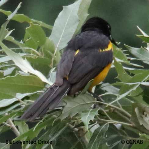 Birds of North America