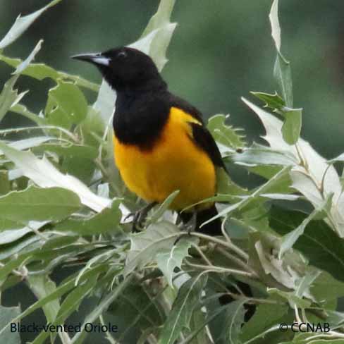 Birds of North America