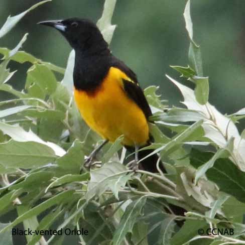 Birds of North America