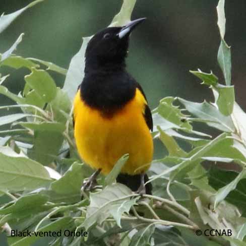 Birds of North America