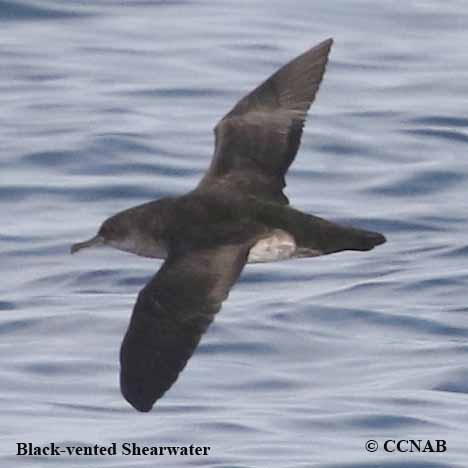Birds of North America