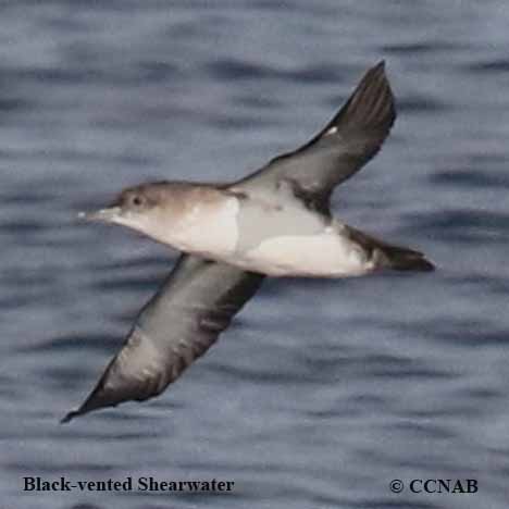 Birds of North America