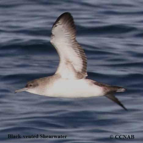 Birds of North America