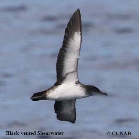 Birds of North America