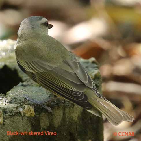 Birds of North America