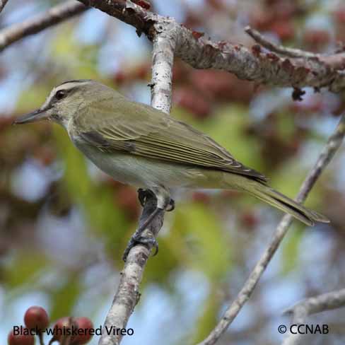 Birds of North America