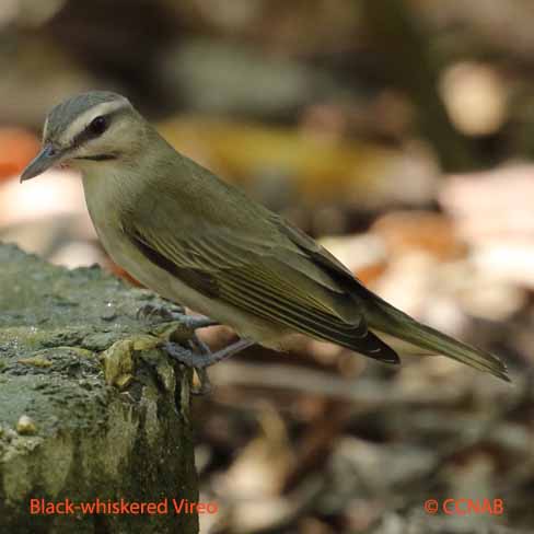 vireos