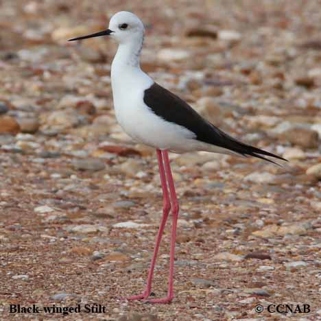Black-tailed Gull