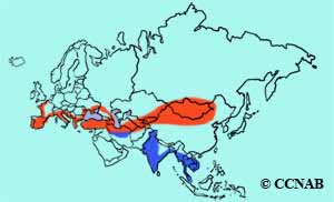 Black-winged Stilt range map