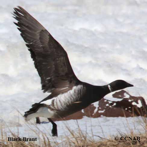 Birds of North America