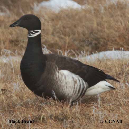 Birds of North America