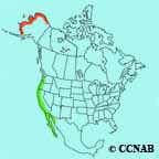 Black_Brant range map